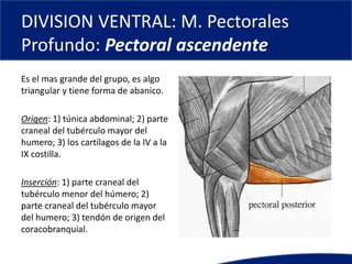 DIVISION VENTRAL: M. Pectorales
Profundo: Pectoral ascendente
Es el mas grande del grupo, es algo
triangular y tiene forma de abanico.
Origen: 1) túnica abdominal; 2) parte
craneal del tubérculo mayor del
humero; 3) los cartílagos de la IV a la
IX costilla.
Inserción: 1) parte craneal del
tubérculo menor del húmero; 2)
parte craneal del tubérculo mayor
del humero; 3) tendón de origen del
coracobranquial.
 
