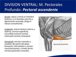 DIVISION VENTRAL: M. Pectorales
Profundo: Pectoral ascendente
Acción: aduce y retrae el miembro
torácico; si el miembro esta fijo y
ligeramente avanzado, dirige el
tronco cranealmente.
Irrigación: arteria torácica interna y
externa, cervical superficial,
circunfleja humeral craneal,
intercostal ventral y branquial.
Inervación: nervios craneales y
caudales del pecho del plexo
branquial, intercostales y nervios
musculocutaneos, a través de los
nervios pectorales craneales.
 