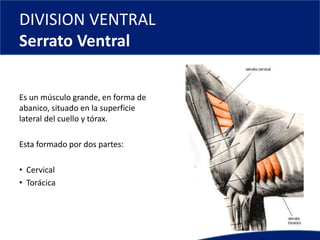 DIVISION VENTRAL
Serrato Ventral
Es un músculo grande, en forma de
abanico, situado en la superficie
lateral del cuello y tórax.
Esta formado por dos partes:
• Cervical
• Torácica
 