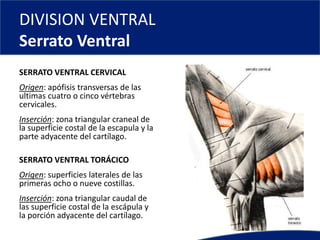 DIVISION VENTRAL
Serrato Ventral
SERRATO VENTRAL CERVICAL
Origen: apófisis transversas de las
ultimas cuatro o cinco vértebras
cervicales.
Inserción: zona triangular craneal de
la superficie costal de la escapula y la
parte adyacente del cartílago.
SERRATO VENTRAL TORÁCICO
Origen: superficies laterales de las
primeras ocho o nueve costillas.
Inserción: zona triangular caudal de
las superficie costal de la escápula y
la porción adyacente del cartílago.
 