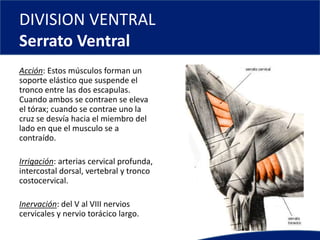 DIVISION VENTRAL
Serrato Ventral
Acción: Estos músculos forman un
soporte elástico que suspende el
tronco entre las dos escapulas.
Cuando ambos se contraen se eleva
el tórax; cuando se contrae uno la
cruz se desvía hacia el miembro del
lado en que el musculo se a
contraído.
Irrigación: arterias cervical profunda,
intercostal dorsal, vertebral y tronco
costocervical.
Inervación: del V al VIII nervios
cervicales y nervio torácico largo.
 