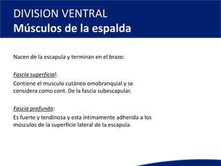 DIVISION VENTRAL
Músculos de la espalda
Nacen de la escapula y terminan en el brazo:
Fascia superficial:
Contiene el musculo cutáneo omobranquial y se
considera como cont. De la fascia subescapular.
Fascia profunda:
Es fuerte y tendinosa y esta íntimamente adherida a los
músculos de la superficie lateral de la escapula.
 
