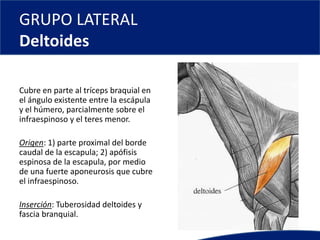 GRUPO LATERAL
Deltoides
Cubre en parte al tríceps braquial en
el ángulo existente entre la escápula
y el húmero, parcialmente sobre el
infraespinoso y el teres menor.
Origen: 1) parte proximal del borde
caudal de la escapula; 2) apófisis
espinosa de la escapula, por medio
de una fuerte aponeurosis que cubre
el infraespinoso.
Inserción: Tuberosidad deltoides y
fascia branquial.
 