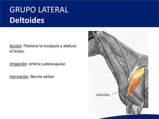 GRUPO LATERAL
Deltoides
Acción: Flexiona la escápula y abduce
el brazo.
Irrigación: arteria subescapular.
Inervación: Nervio axiliar.
 