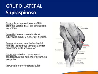 GRUPO LATERAL
Supraspinoso
Origen: fosa supraspinosa, apófisis
espinosa y parte distal del cartílago de
la escápula.
Inserción: partes craneales de los
tubérculos mayor y menor del humero.
Acción: extender la articulación del
hombro , contribuye también a evitar
dislocación de la articulación.
Irrigación: arterias suprascapular,
caudal circunfleja humeral y circunfleja
escapular.
Inervación: nervio suprascapular.
 