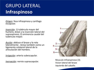 GRUPO LATERAL
Infraspinoso
Origen: fosa infraspinosa y cartílago
escapular.
Inserción: 1) tubérculo mayor del
humero, distal a la inserción lateral del
supraspinoso; 2) eminencia caudal del
tubérculo mayor.
Acción: abduce el brazo y lo rota
lateralmente . Actúa también como un
ligamento colateral lateral de la
articulación del hombro.
Irrigación: arteria subescapular.
Inervación: nervio suprascapular.
Musculo infraespinoso [3].
Vision lateral del brazo
izquierdo del caballo.
 