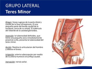 GRUPO LATERAL
Teres Minor
Origen: lineas rugosas de la parte distal y
caudal de la fosa infraspinosa; 2) una
pequeña parte del borde caudal de la
escápula, cerca de su mitad; 3) tubérculo
del reborde de la cavidad glenoidea.
Inserción: la tuberosidad deltoides, que
tiene una pequeña zona inmediatamente
proximal a ella, presenta la tuberosidad del
teres minor.
Acción: flexióna la articulacion del hombro
y abduce el brazo.
Irrigación: arteria subescapular por medio
de la arteria humeral circunfleja caudal.
Inervación: nervio axilar.
 