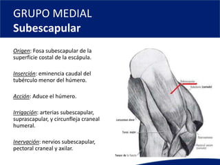 GRUPO MEDIAL
Subescapular
Origen: Fosa subescapular de la
superficie costal de la escápula.
Inserción: eminencia caudal del
tubérculo menor del húmero.
Acción: Aduce el húmero.
Irrigación: arterias subescapular,
suprascapular, y circunfleja craneal
humeral.
Inervación: nervios subescapular,
pectoral craneal y axilar.
 