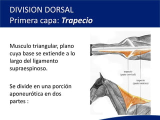 DIVISION DORSAL
Primera capa: Trapecio
Musculo triangular, plano
cuya base se extiende a lo
largo del ligamento
supraespinoso.
Se divide en una porción
aponeurótica en dos
partes :
 