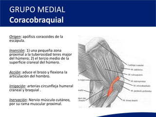 GRUPO MEDIAL
Coracobraquial
Origen: apófisis coracoides de la
escápula.
Inserción: 1) una pequeña zona
proximal a la tuberosidad teres major
del húmero; 2) el tercio medio de la
superficie craneal del húmero.
Acción: aduce el brazo y flexiona la
articulación del hombro.
Irrigación: arterias circunfleja humeral
craneal y braquial .
Inervación: Nervio músculo cutáneo,
por su rama muscular proximal.
 