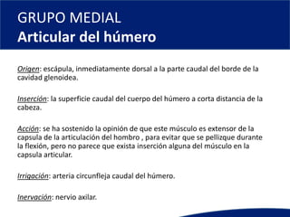 GRUPO MEDIAL
Articular del húmero
Origen: escápula, inmediatamente dorsal a la parte caudal del borde de la
cavidad glenoidea.
Inserción: la superficie caudal del cuerpo del húmero a corta distancia de la
cabeza.
Acción: se ha sostenido la opinión de que este músculo es extensor de la
capsula de la articulación del hombro , para evitar que se pellizque durante
la flexión, pero no parece que exista inserción alguna del músculo en la
capsula articular.
Irrigación: arteria circunfleja caudal del húmero.
Inervación: nervio axilar.
 