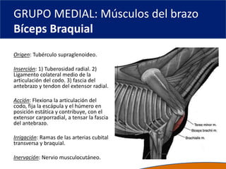GRUPO MEDIAL: Músculos del brazo
Bíceps Braquial
Origen: Tubérculo supraglenoideo.
Inserción: 1) Tuberosidad radial. 2)
Ligamento colateral medio de la
articulación del codo. 3) fascia del
antebrazo y tendon del extensor radial.
Acción: Flexiona la articulación del
codo, fija la escápula y el húmero en
posición estática y contribuye, con el
extensor carporradial, a tensar la fascia
del antebrazo.
Irrigación: Ramas de las arterias cubital
transversa y braquial.
Inervación: Nervio musculocutáneo.
 