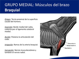 GRUPO MEDIAL: Músculos del brazo
Braquial
Origen: Tercio proximal de la superficie
caudal del húmero.
Inserción: Borde medial del radio,
cubierto por el ligamento colateral
medial.
Acción: Flexiona la articulación del
codo.
Irrigación: Ramas de la arteria braquial.
Inervación: Nervio musculocutáneo y
también el nervio radial.
 