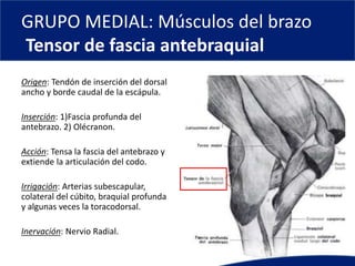 GRUPO MEDIAL: Músculos del brazo
Tensor de fascia antebraquial
Origen: Tendón de inserción del dorsal
ancho y borde caudal de la escápula.
Inserción: 1)Fascia profunda del
antebrazo. 2) Olécranon.
Acción: Tensa la fascia del antebrazo y
extiende la articulación del codo.
Irrigación: Arterias subescapular,
colateral del cúbito, braquial profunda
y algunas veces la toracodorsal.
Inervación: Nervio Radial.
 