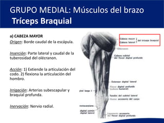 GRUPO MEDIAL: Músculos del brazo
Tríceps Braquial
a) CABEZA MAYOR
Origen: Borde caudal de la escápula.
Inserción: Parte lateral y caudal de la
tuberosidad del olécranon.
Acción: 1) Extiende la articulación del
codo. 2) flexiona la articulación del
hombro.
Irrigación: Arterias subescapular y
braquial profunda.
Inervación: Nervio radial.
 