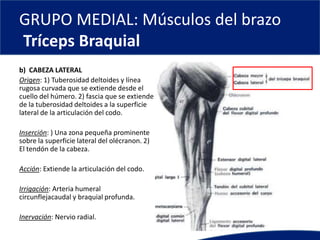 GRUPO MEDIAL: Músculos del brazo
Tríceps Braquial
b) CABEZA LATERAL
Origen: 1) Tuberosidad deltoides y línea
rugosa curvada que se extiende desde el
cuello del húmero. 2) fascia que se extiende
de la tuberosidad deltoides a la superficie
lateral de la articulación del codo.
Inserción: ) Una zona pequeña prominente
sobre la superficie lateral del olécranon. 2)
El tendón de la cabeza.
Acción: Extiende la articulación del codo.
Irrigación: Arteria humeral
circunflejacaudal y braquial profunda.
Inervación: Nervio radial.
 
