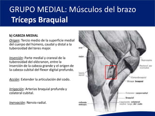 GRUPO MEDIAL: Músculos del brazo
Tríceps Braquial
b) CABEZA MEDIAL
Origen: Tercio medio de la superficie medial
del cuerpo del húmero, caudal y distal a la
tuberosidad del teres major.
Inserción: Parte medial y craneal de la
tuberosidad del olécranon, entre la
inserción de la cabeza grande y el origen de
la cabeza cubital del flexor digital profundo.
Acción: Extender la articulación del codo.
Irrigación: Arterias braquial profunda y
colateral cubital.
Inervación: Nervio radial.
 