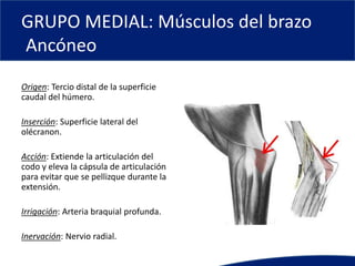 GRUPO MEDIAL: Músculos del brazo
Ancóneo
Origen: Tercio distal de la superficie
caudal del húmero.
Inserción: Superficie lateral del
olécranon.
Acción: Extiende la articulación del
codo y eleva la cápsula de articulación
para evitar que se pellizque durante la
extensión.
Irrigación: Arteria braquial profunda.
Inervación: Nervio radial.
 