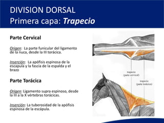 DIVISION DORSAL
Primera capa: Trapecio
Parte Cervical
Origen: La parte funicular del ligamento
de la nuca, desde la III torácica.
Inserción: La apófisis espinosa de la
escapula y la fascia de la espalda y el
brazo
Parte Torácica
Origen: Ligamento supra espinoso, desde
la III a la X vértebras torácicas.
Inserción: La tuberosidad de la apófisis
espinosa de la escápula.
 