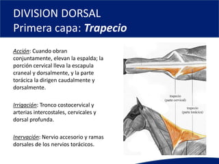 DIVISION DORSAL
Primera capa: Trapecio
Acción: Cuando obran
conjuntamente, elevan la espalda; la
porción cervical lleva la escapula
craneal y dorsalmente, y la parte
torácica la dirigen caudalmente y
dorsalmente.
Irrigación: Tronco costocervical y
arterias intercostales, cervicales y
dorsal profunda.
Inervación: Nervio accesorio y ramas
dorsales de los nervios torácicos.
 