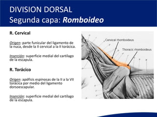 DIVISION DORSAL
Segunda capa: Romboideo
R. Cervical
Origen: parte funicular del ligamento de
la nuca, desde la II cervical a la II torácica.
Inserción: superficie medial del cartílago
de la escapula.
R. Torácico
Origen: apófisis espinosas de la II a la VII
torácica por medio del ligamento
dorsoescapular.
Inserción: superficie medial del cartílago
de la escapula.
 