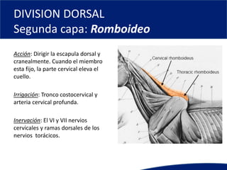 DIVISION DORSAL
Segunda capa: Romboideo
Acción: Dirigir la escapula dorsal y
cranealmente. Cuando el miembro
esta fijo, la parte cervical eleva el
cuello.
Irrigación: Tronco costocervical y
arteria cervical profunda.
Inervación: El VI y VII nervios
cervicales y ramas dorsales de los
nervios torácicos.
 