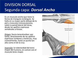 DIVISION DORSAL
Segunda capa: Dorsal Ancho
Es un musculo ancho que tiene la
forma de triangulo rectángulo. Se
halla en su mayor parte debajo de la
piel y músculos troncocutaneos,
sobre la pared lateral del tórax,
desde las apófisis espinosas
vertebrales al brazo.
Origen: fascia toracolumbar; por
tanto, directamente de las apófisis
espinosas lumbares y torácicas, muy
cranealmente, hasta un punto tan
alto como el de la cruz.
Inserción: la tuberosidad del teres
mayor del humero, en común con el
musculo teres mayor.
 