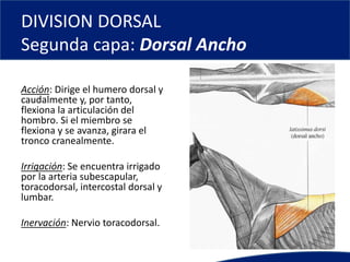 DIVISION DORSAL
Segunda capa: Dorsal Ancho
Acción: Dirige el humero dorsal y
caudalmente y, por tanto,
flexiona la articulación del
hombro. Si el miembro se
flexiona y se avanza, girara el
tronco cranealmente.
Irrigación: Se encuentra irrigado
por la arteria subescapular,
toracodorsal, intercostal dorsal y
lumbar.
Inervación: Nervio toracodorsal.
 