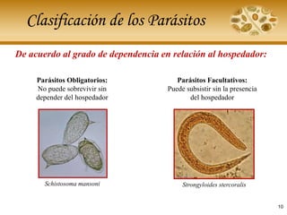 Clasificación de los Parásitos
De acuerdo al grado de dependencia en relación al hospedador:
Parásitos Obligatorios:
No puede sobrevivir sin
depender del hospedador
Schistosoma mansoni
Parásitos Facultativos:
Puede subsistir sin la presencia
del hospedador
Strongyloides stercoralis
10
 