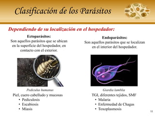 Clasificación de los Parásitos
Dependiendo de su localización en el hospedador:
Ectoparásitos:
Son aquellos parásitos que se ubican
en la superficie del hospedador, en
contacto con el exterior.
Pediculus humanus
Piel, cuero cabelludo y mucosas
• Pediculosis
• Escabiosis
• Miasis
Endoparásitos:
Son aquellos parásitos que se localizan
en el interior del hospedador.
Giardia lamblia
TGI, diferentes tejidos, SMF
• Malaria
• Enfermedad de Chagas
• Toxoplasmosis
11
 