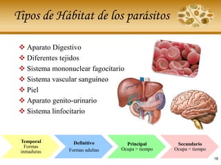 Tipos de Hábitat de los parásitos
❖ Aparato Digestivo
❖ Diferentes tejidos
❖ Sistema mononuclear fagocitario
❖ Sistema vascular sanguíneo
❖ Piel
❖ Aparato genito-urinario
❖ Sistema linfocitario
Temporal
Formas
inmaduras
Definitivo
Formas adultas
Principal
Ocupa > tiempo
Secundario
Ocupa < tiempo
18
 