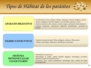 Tipos de Hábitat de los parásitos
• Localizaciones: boca, faringe, esófago, estómago, intestino delgado y grueso
• Anexos: glándulas salivales, hígado, vesícula biliar, páncreas y bazo.
• Factores químicos: pH, enzimas, tensión oxígeno, potencial óxido-reducción
• Factores mecánicos: masticación, deglución, peristaltismo, velocidad de
tránsito
APARATO DIGESTIVO
• Monoblastos (monocitos)
• Macrófagos en tejido: células Kupffer (hígado), macrófagos alveolares
(pulmón), histiocitos (médula ósea)
• Elementos fijos: células endoteliales, macrófagos fijos, células del linaje
hematopoyético
SISTEMA
MONONUCLEAR
FAGOCITARIO
• Sustancia intersticial (gel): fibras colágenas, elásticas, fibronectina
• Células: macrófagos, histiocitos, fibroblastos, mastocitos
TEJIDO CONJUNTIVO
19
 