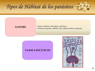 Tipos de Hábitat de los parásitos
• Plasma: albúmina, fibrinógeno, globulinas
• Elementos figurados: glóbulos rojos, glóbulos blancos, plaquetas
SANGRE
VASOS LINFÁTICOS
20
 