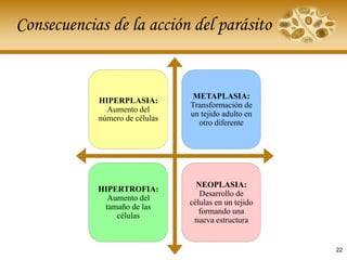 Consecuencias de la acción del parásito
HIPERPLASIA:
Aumento del
número de células
METAPLASIA:
Transformación de
un tejido adulto en
otro diferente
HIPERTROFIA:
Aumento del
tamaño de las
células
NEOPLASIA:
Desarrollo de
células en un tejido
formando una
nueva estructura
22
 