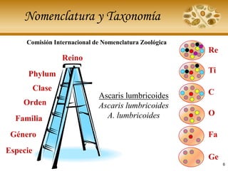 Nomenclatura y Taxonomía
Reino
Comisión Internacional de Nomenclatura Zoológica
Phylum
Clase
Orden
Familia
Género
Especie
Ascaris lumbricoides
Ascaris lumbricoides
A. lumbricoides
Re
Ti
C
O
Fa
Ge
6
 
