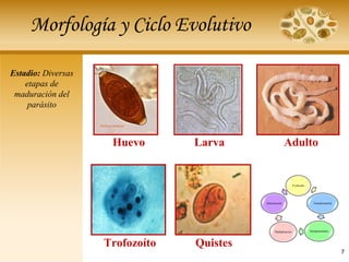 Morfología y Ciclo Evolutivo
Estadio: Diversas
etapas de
maduración del
parásito
Huevo Larva Adulto
Trofozoíto Quistes
Evolución
Transformación
Desplazamiento
Multiplicación
Alimentación
7
 