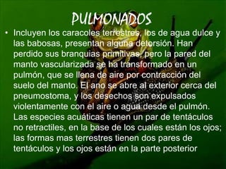 PULMONADOS 
• Incluyen los caracoles terrestres, los de agua dulce y 
las babosas, presentan alguna detorsión. Han 
perdido sus branquias primitivas, pero la pared del 
manto vascularizada se ha transformado en un 
pulmón, que se llena de aire por contracción del 
suelo del manto. El ano se abre al exterior cerca del 
pneumostoma, y los desechos son expulsados 
violentamente con el aire o agua desde el pulmón. 
Las especies acuáticas tienen un par de tentáculos 
no retractiles, en la base de los cuales están los ojos; 
las formas mas terrestres tienen dos pares de 
tentáculos y los ojos están en la parte posterior 
Free Powerpoint Templates Page 16 
 