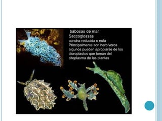 Clase gastropoda