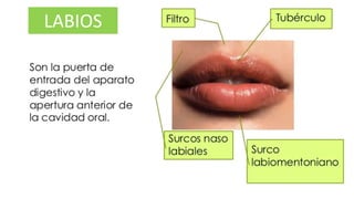 Anatomia fisiologica y anatomica craneo facial | PDF