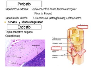 Clase generalidades anatomia y osteologia.pdf