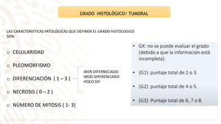 GRADO HISTOLÓGICO/ TUMORAL
LAS CARACTERISTICAS PATOLÓGICAS QUE DEFINEN EL GRADO HISTOLOGICO
SON:
o CELULARIDAD
o PLEOMORFISMO
o DIFERENCIACIÓN ( 1 – 3 )
o NECROSIS ( 0 – 2 )
o NÚMERO DE MITOSIS ( 1- 3)
-BIEN DIFERNECIADO
-MOD DIFERENCIADO
-POCO DIF
 