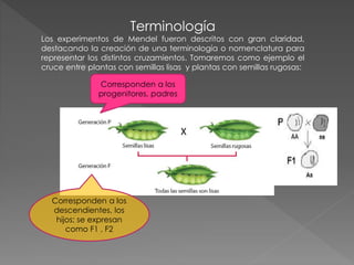 Terminología
Los experimentos de Mendel fueron descritos con gran claridad,
destacando la creación de una terminología o nomenclatura para
representar los distintos cruzamientos. Tomaremos como ejemplo el
cruce entre plantas con semillas lisas y plantas con semillas rugosas:
Corresponden a los
progenitores, padres
Corresponden a los
descendientes, los
hijos; se expresan
como F1 , F2
 