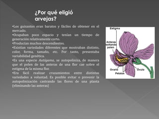 •Los guisantes eran baratos y fáciles de obtener en el
mercado.
•Ocupaban poco espacio y tenían un tiempo de
generación relativamente corto.
•Producían muchos descendientes.
•Existían variedades diferentes que mostraban distinto,
color, forma, tamaño, etc. Por tanto, presentaba
variabilidad genética.
•Es una especie Autógama, se autopoliniza, de manera
que el polen de las anteras de una flor cae sobre el
estigma de la misma flor.
•Era fácil realizar cruzamientos entre distintas
variedades a voluntad. Es posible evitar o prevenir la
autopolinización castrando las flores de una planta
(eliminando las anteras)
¿Por qué eligió
arvejas?
 