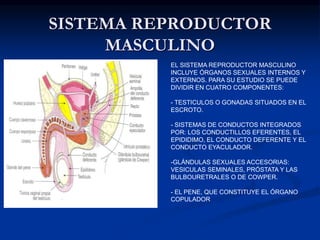 CAMICINA CON SALOPETTE IN VELLUTO A COSTINE VERDE ALTA