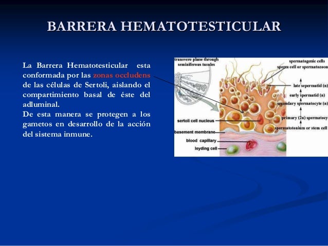 Histología Aparato Genital Masculino