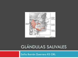 GLÁNDULAS SALIVALES
Sofía Barrón Guerrero R3 ORL
 