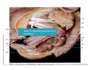 Sobre la superficie posterior de la
mandíbula
 