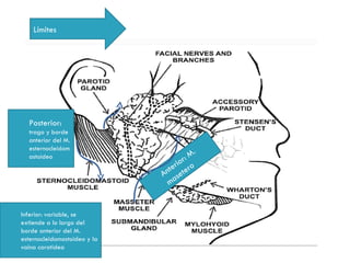 Límites




  Posterior:
  trago y borde
  anterior del M.
  esternocleidom
  astoideo                            r: M.
                                te rio ro
                              An sete
                                ma


Inferior: variable, se
extiende a lo largo del
borde anterior del M.
esternocleidomastoideo y la
vaina carotidea
 