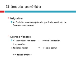 Glándula parótida

   Irrigación:
       A. facial transversal: glándula parótida, conducto de
        Stensen, m masetero



   Drenaje Venosos:
      V. superficial temporal =     v facial posterior
       + v. maxilar
    v. facialposterior         =     v facial común

        + v facial anterior
 