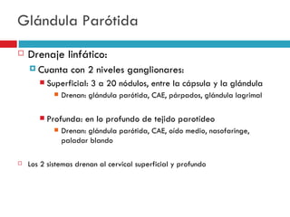 Glándula Parótida
   Drenaje linfático:
     Cuanta      con 2 niveles ganglionares:
          Superficial: 3 a 20 nódulos, entre la cápsula y la glándula
               Drenan: glándula parótida, CAE, párpados, glándula lagrimal

          Profunda: en lo profundo de tejido parotídeo
               Drenan: glándula parótida, CAE, oído medio, nasofaringe,
                paladar blando

   Los 2 sistemas drenan al cervical superficial y profundo
 